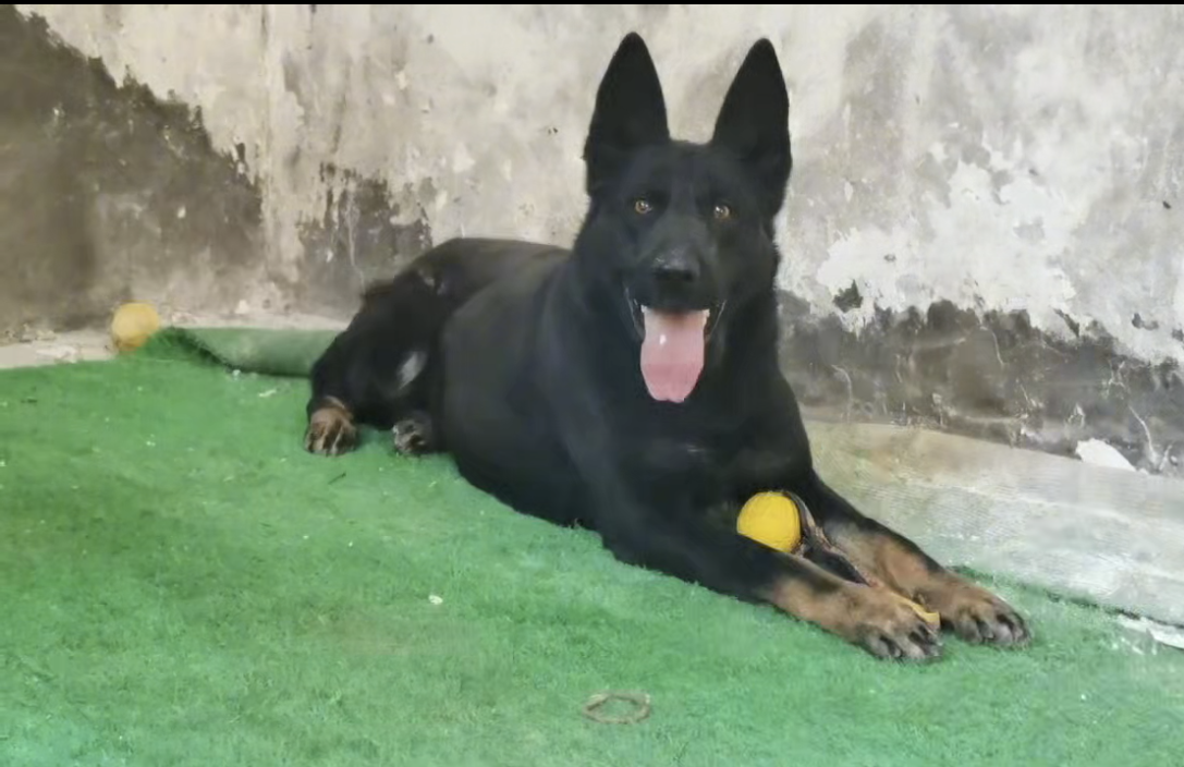 双血统带证书+芯片+追踪器